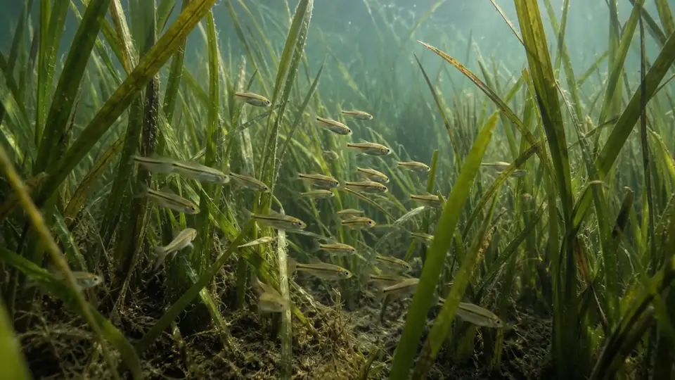 Hierbas acuáticas se mecen suavemente en una pradera submarina clara y soleada.