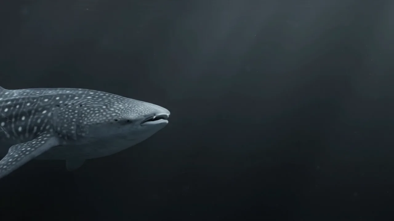 Tiburón ballena en el aire — Tiburón ballena en el aire cobra vida como una animación surrealista y silenciosa para las cajas y el escritorio.
